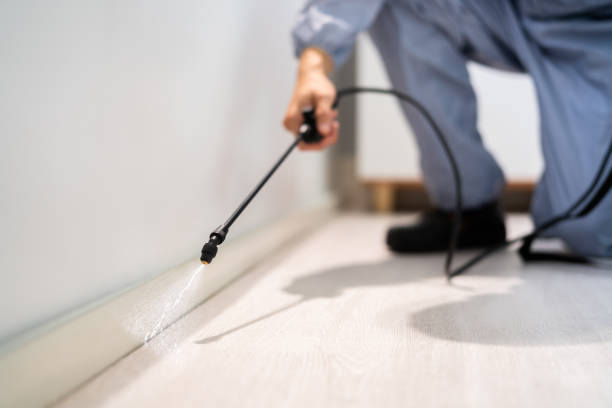 Licensed Wasp Removal service in Sleepy Hollow, IL - Show Me Pest Control